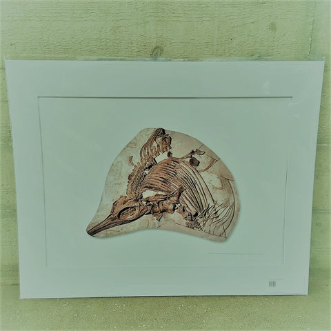Ichthyosaur Fossil Print (A3 Unmounted)